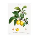 Постер Фрукты - Желтая слива 40x50 см в раме