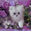 Картина по номерам Molly 30x30 см Котенок в сиреневых цветах (20 цветов)