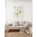 Плакат ПростоПостер Мшанки - Bryozoa 90x120 в подарочном тубусе без рамы