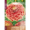 Георгина шаровидная Джовей Хаберт луковица I