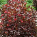 Пузыреплодник калинолистный Леди Ин Ред h45 см