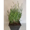 Лаванда узколистная Блюспир h25-35 см