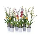 Камбрия Люкс микс ø12 h60 см