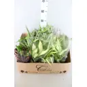 Плант микс ø12 h20 см