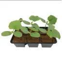 Огурцы Карапуз 6 шт.