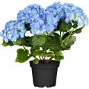 Гортензия широколистная d21