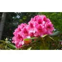 Рододендрон Кристиан Херцог D9 см 15 см