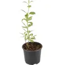 Дерен белый Элегантиссима h45 см