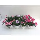 Рассада Вербена микс ø10 h25 см