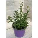 Лаванда разнолистная D13 см 35 см