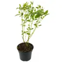 Дерен отпрысковый Flaviramea 55-75 см