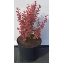 Барбарис тунберга Чикита ø19 см h40-60 см