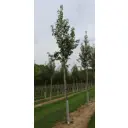 Ирга Ламарка h250-300 см