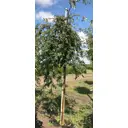 Рябина Плакучая h350-400 см