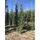 Рябина обыкновенная Фастигиата h350-400 см