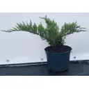 Можжевельник Тамарисцифолия ø19 см h40-60 см