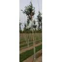 Береза повислая 10-12 см h180-200 см