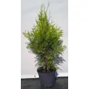 Туя западная Брабант ø22.5 см h60-80 см