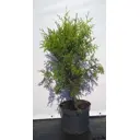 Туя западная Брабант ø22.5 см h80-100 см