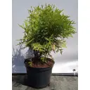 Туя западная Даника Аурея ø19 см h40-60 см