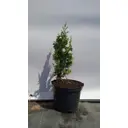 Туя западная Дегрут Спайр ø19 см h40-60 см