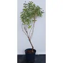Жимолость Татарская ø22.5 см h100-150 см