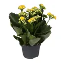 Каланхое микс ø10-12 h20 см