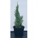 Можжевельник чешуйчатый Лодери ø19 см h40-60 см