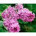Сирень Сенсация ø22.5 см h20-40 см
