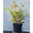 Рябинник рябинолистный Сэм ø22.5 см h40-60 см