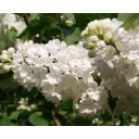 Сирень Мадам Флорен Степман ø19 см h40-60 см