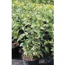 Дерен белый Сибирика h20-40 см