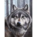 Картина по номерам Белоснежка холст 30x40 см Волк