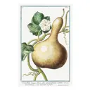Постер Простопостер "Овощи - тыква длинная cucurbita longa" 70x50 см в раме