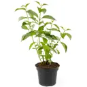 Дерен белый Sibirica h35-45 см