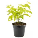 Дерен белый Aurea h30-45 см