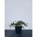 Можжевельник Репанда h20-40 см