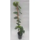 Виноград Аюта h30 - 40 см