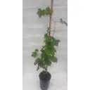Виноград Дубовый розовый h30 - 40 см