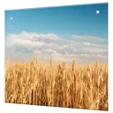 Защитный экран Borntoprint Золотая рожь 50x50x0.4 см закаленное стекло цвет прозрачный