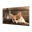 Защитный экран Borntoprint Пёс 60x90x0.4 см закаленное стекло цвет прозрачный