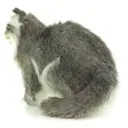 Плюшевая игрушка Манул 7169 Hansa creation 34 см цвет белый