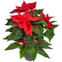 Пуансеттия ø15 h30 см
