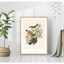 Постер 28 картин "Джон Одюбон. Горный пересмешник" 50x70 см, в подарочном тубусе без рамы