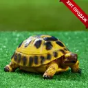 Садовая фигура Хорошие сувениры Черепашка 17x11 см