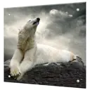 Защитный экран Borntoprint Белый медведь 60x50x0.4 см закаленное стекло цвет прозрачный