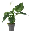 Спатифиллум Беллини Декор ø13 h40 - 45 см