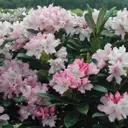 Рододендрон Дак оф Йорк, Р9