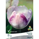 Тюльпан триумф «Ширли», высота 40 см, 3 шт.