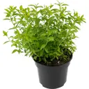 Спирея японская Albiflora 35-55 см